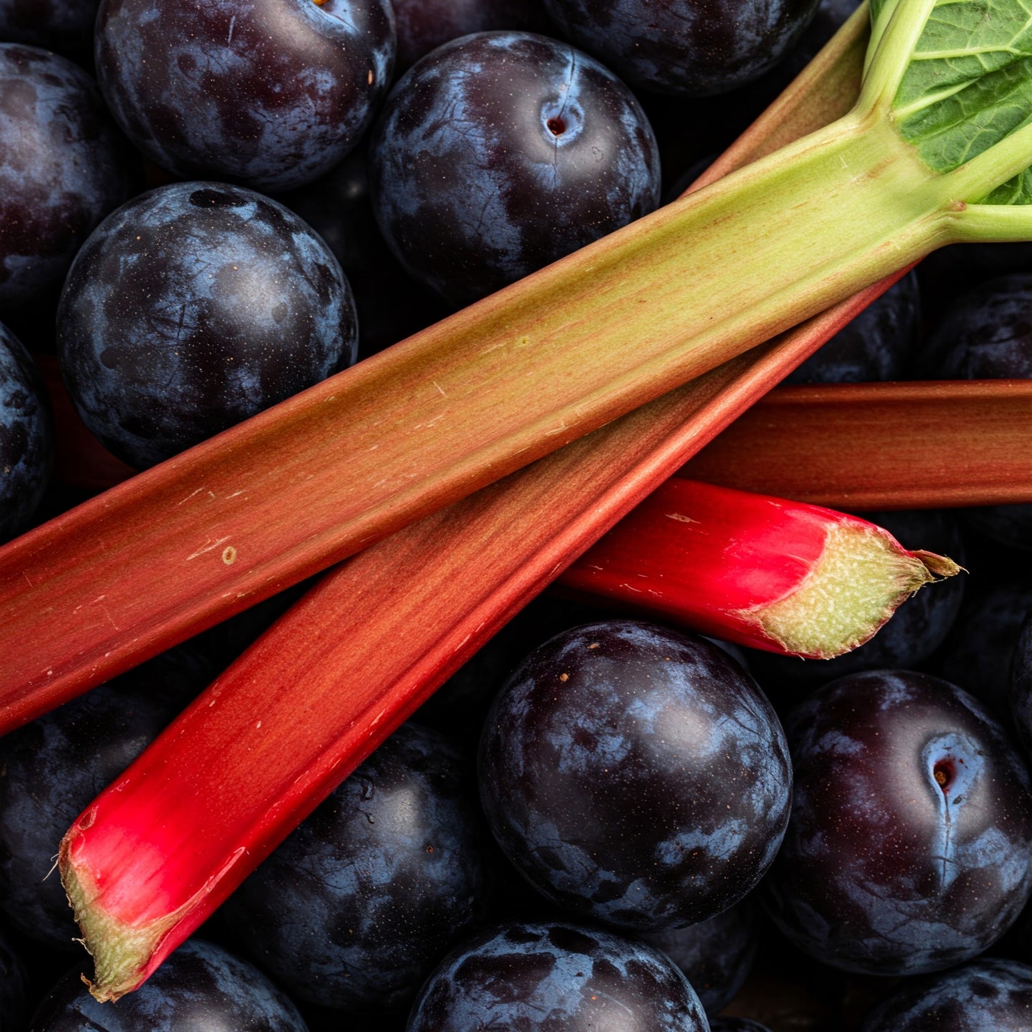 Black Plum & Rhubarb